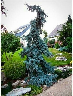 Weeping Blue Spruce