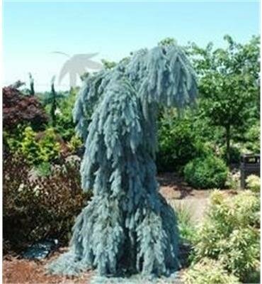Slenderina Weeping Blue Spruce