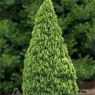 Rainbow's End Alberta Spruce