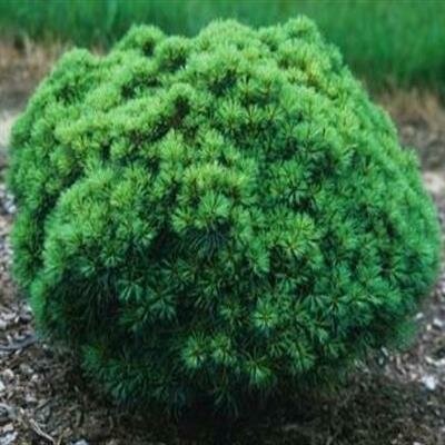 Sea Urchin White Pine