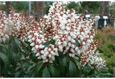 Bonfire Japanese Pieris