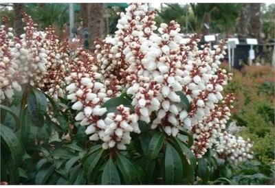 Bonfire Japanese Pieris