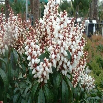 Bonfire Japanese Pieris