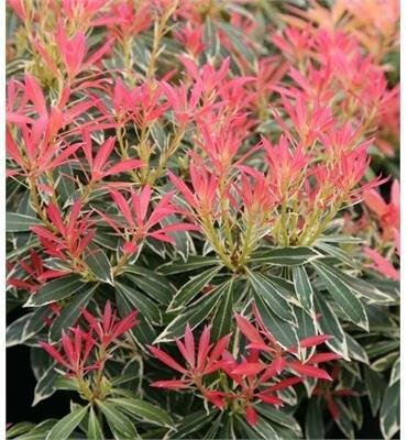 Flaming Silver Pieris