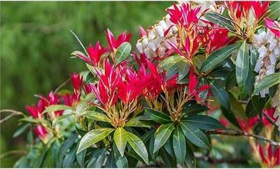 Forest Flame Pieris