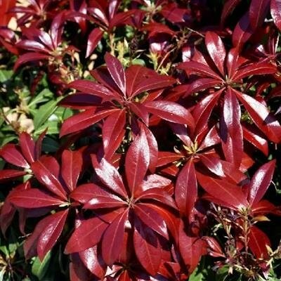 Glowing Hearts Pieris