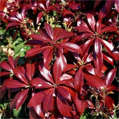 Glowing Hearts Pieris