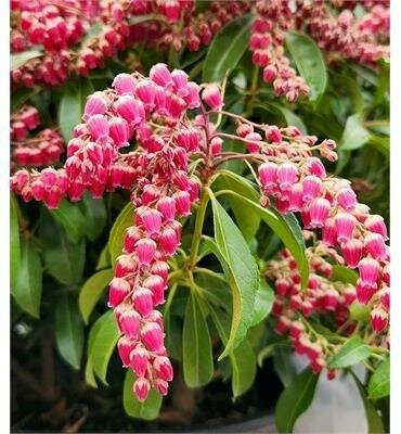 Passion Party Pieris