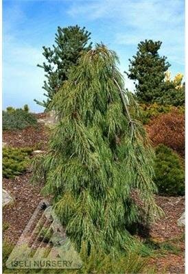 Angel Falls White Pine