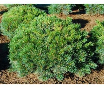 Blue Shag White Pine - image 1