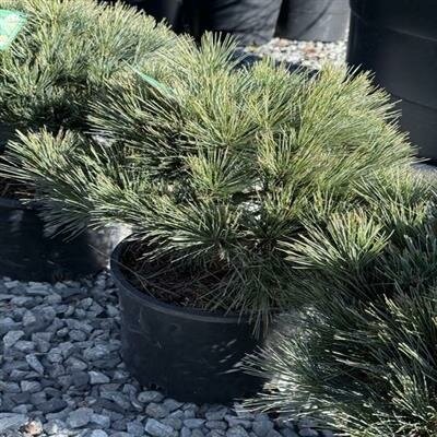 Blue Shag White Pine - image 2