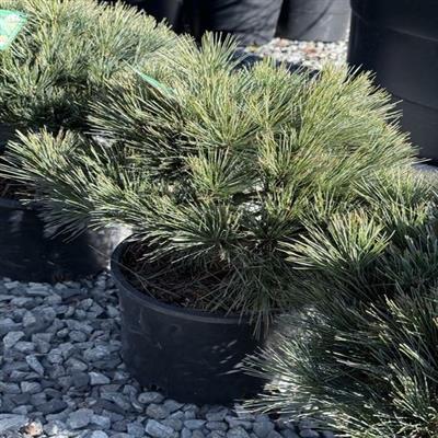 Blue Shag White Pine - image 2