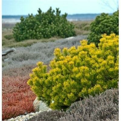 Carsten's Wintergold Mugo Pine