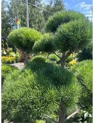 Topiary Scotch Pine