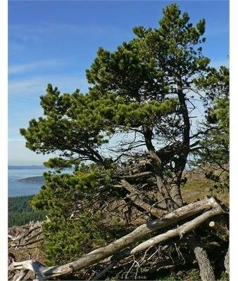 Topiary Shore Pine 5-6'