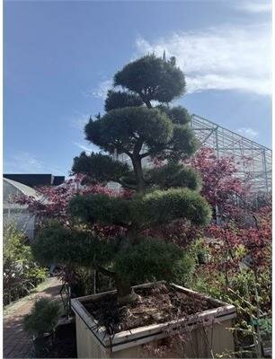 Topiary Shore Pine 5-6' - image 2