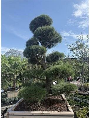 Topiary Shore Pine 5-6' - image 3