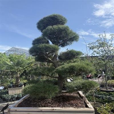 Topiary Shore Pine 5-6'