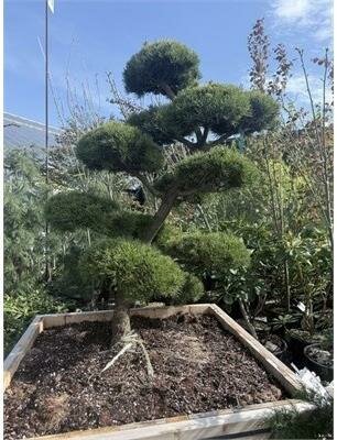 Topiary Shore Pine 6-7' - image 4