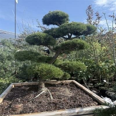 Topiary Shore Pine 5-6' - image 8