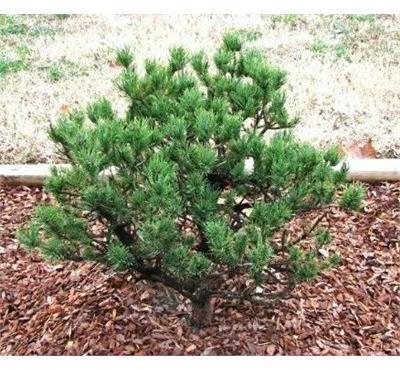 Spaan's Dwarf Shore Pine