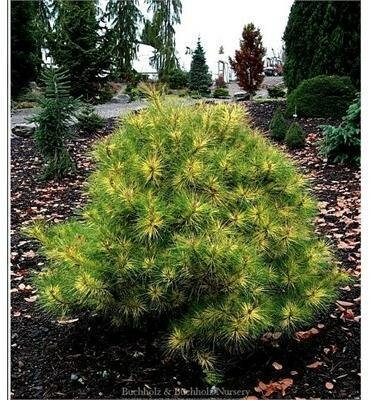 Golden Ghost Japanese Red Pine