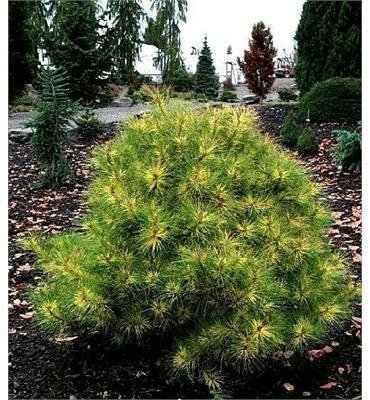 Golden Ghost Japanese Red Pine