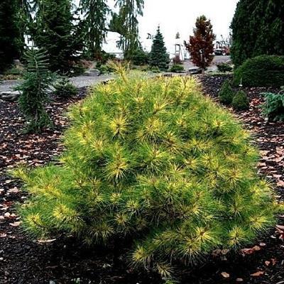Golden Ghost Japanese Red Pine - image 2