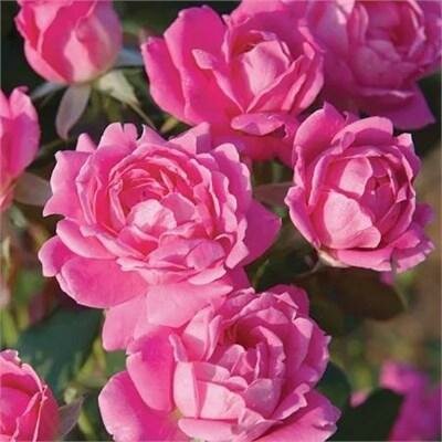 Oso Easy Pink Double Shrub Rose