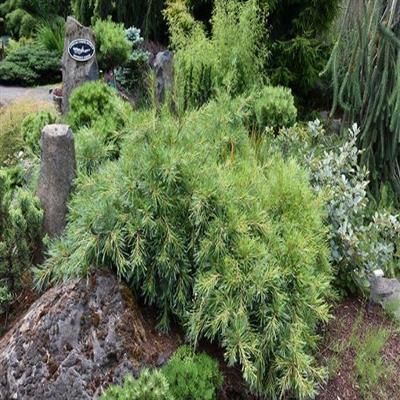 Niagara Falls White Pine