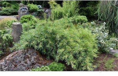 Niagara Falls White Pine