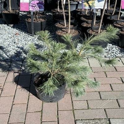 Niagara Falls White Pine - image 2