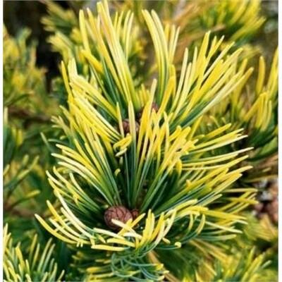 Goldilocks Japanese White Pine