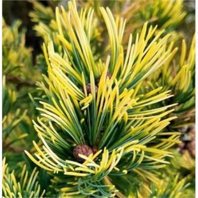 Goldilocks Japanese White Pine