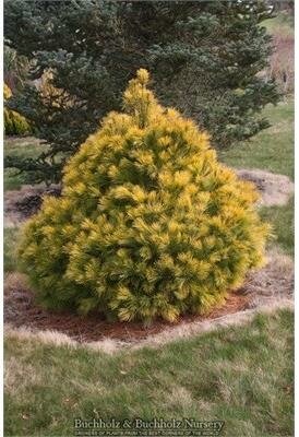 Louie Eastern White Pine