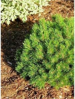 Dwarf Mugo Pine