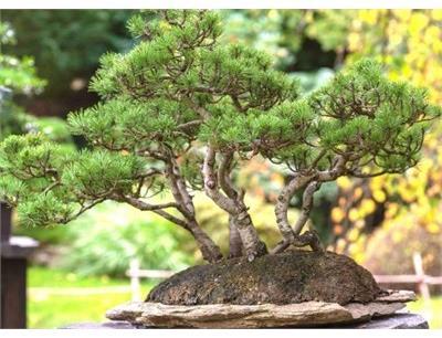 Twisty Pre-Bonsai Mugo Pine In Ceramic