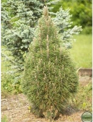 Slender Austrian Pine