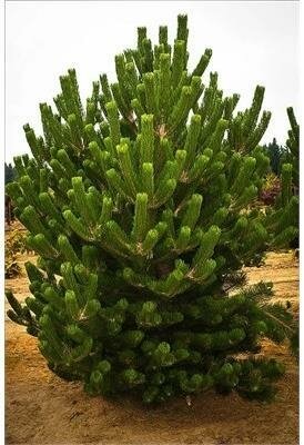 Oregon Green Austrian Pine