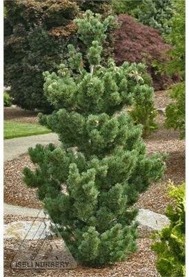 Aoi Japanese White Pine
