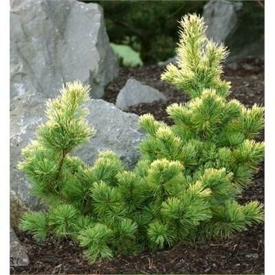 Goldilocks Japanese White Pine