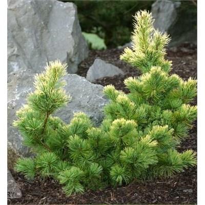 Goldilocks Japanese White Pine