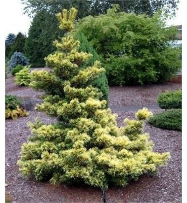 Goldilocks Japanese White Pine