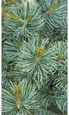 Blue Short Needled Japanese White Pine