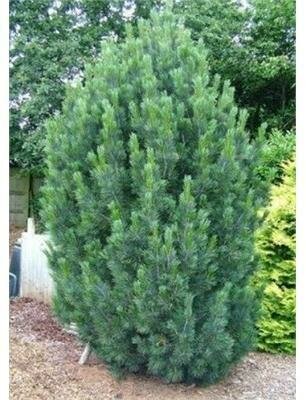 Blue Swiss Stone Pine