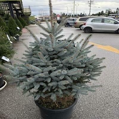 Bonny Blue Blue Spruce - image 1