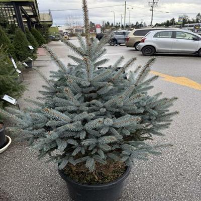 Bonny Blue Blue Spruce