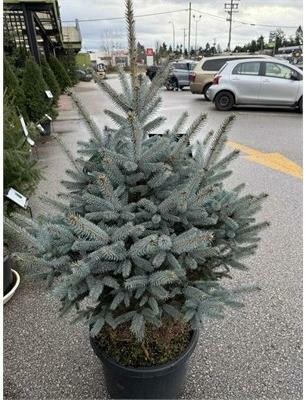Bonny Blue Blue Spruce - image 2