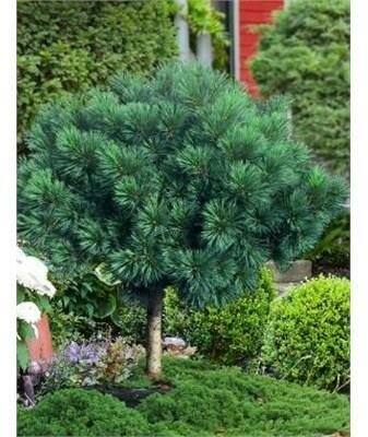 Tree Form Blue Shag White Pine