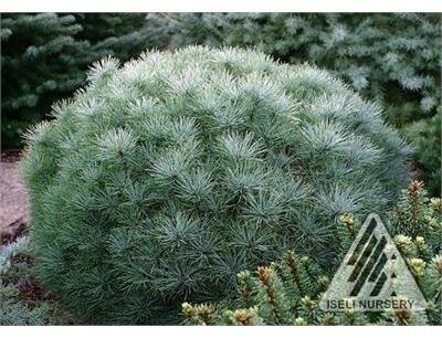 Sea Urchin White Pine Tree Form